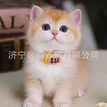 金渐层猫蓝金短毛活体幼猫12色英短紫金纯种双血统家养活体宠物猫