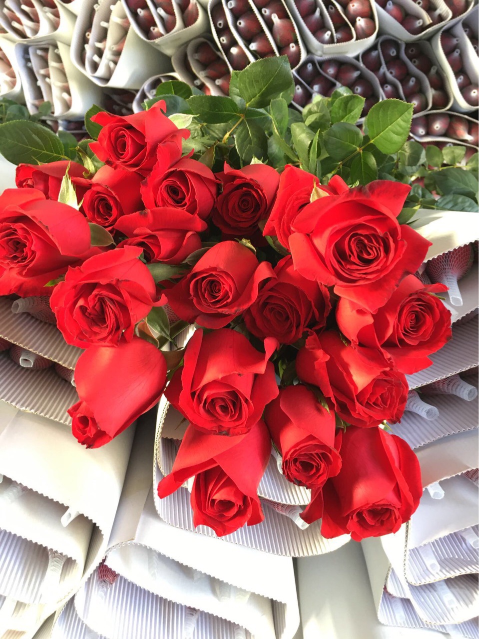 云南昆明卡罗拉玫瑰康乃馨腊梅百合勿忘我鲜花新鲜切割一件代发