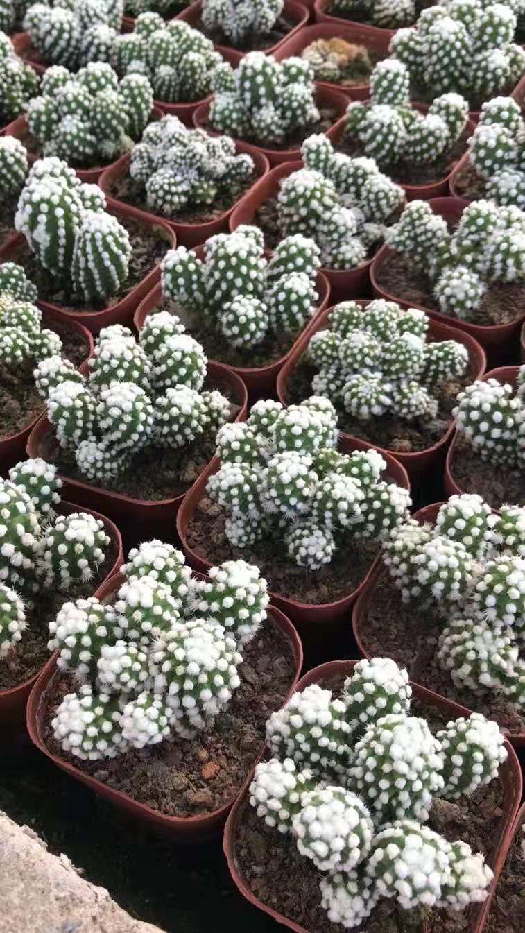 明日相姬仙人球盆会开花的仙人球54盆一件