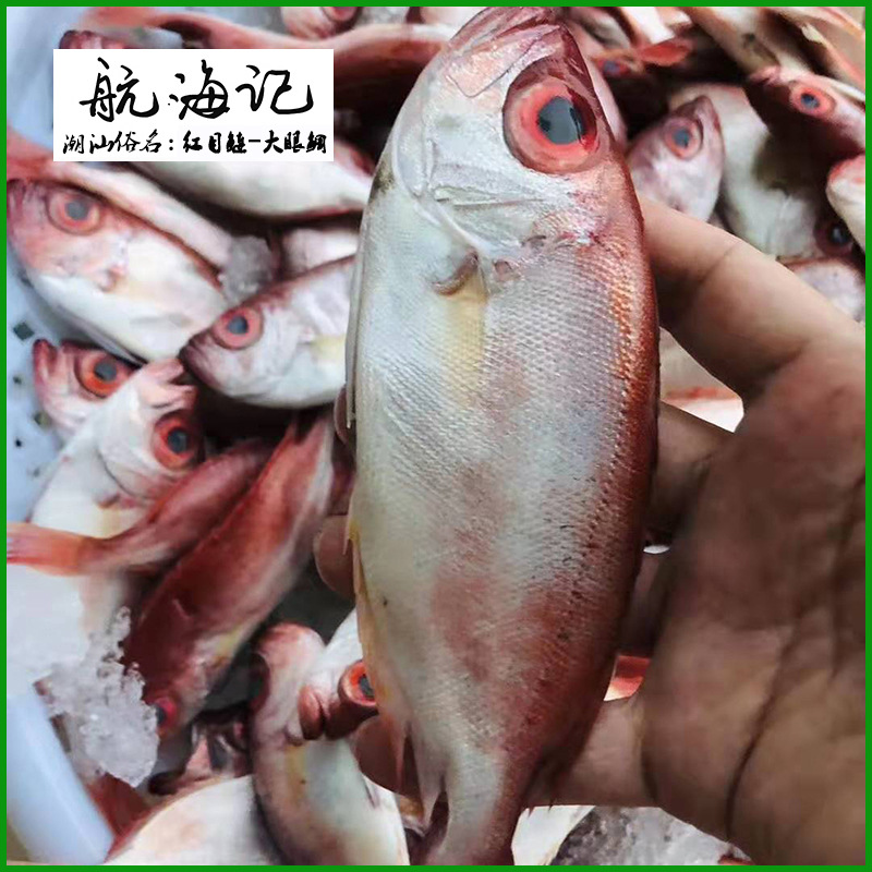 500g红目连海鱼大目莲海鲜眼鲷潮汕海域冰鲜水产品新生鲜冷冻海鱼