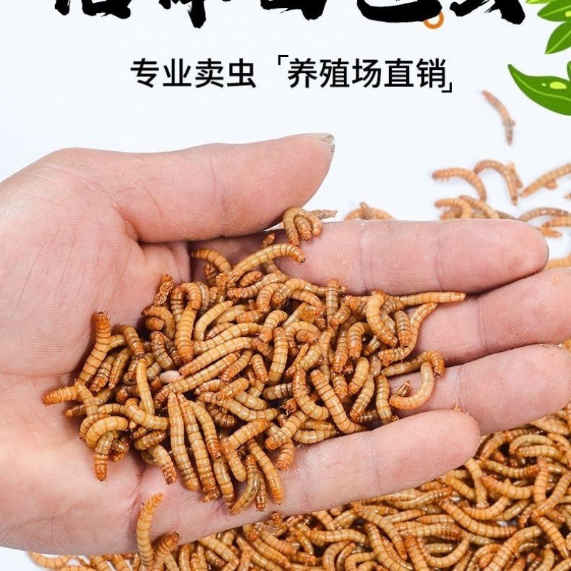 面包虫黄粉虫画眉鸟活虫饲料2000只-阿里巴巴
