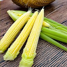 甜玉米笋种子 小玉米芯仔种籽特色有机蔬菜迷你玉米笋水果玉米