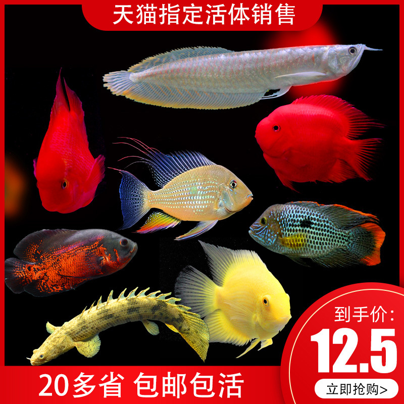 地图鱼大型热带鱼猪仔淡水观赏鱼活体凶猛鱼龙鱼配鱼上一页123456789