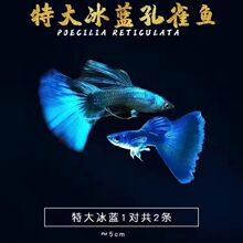 孔雀鱼全家福20条,10对混搭,10个品种各一对,包邮包损,_阿里巴巴找货