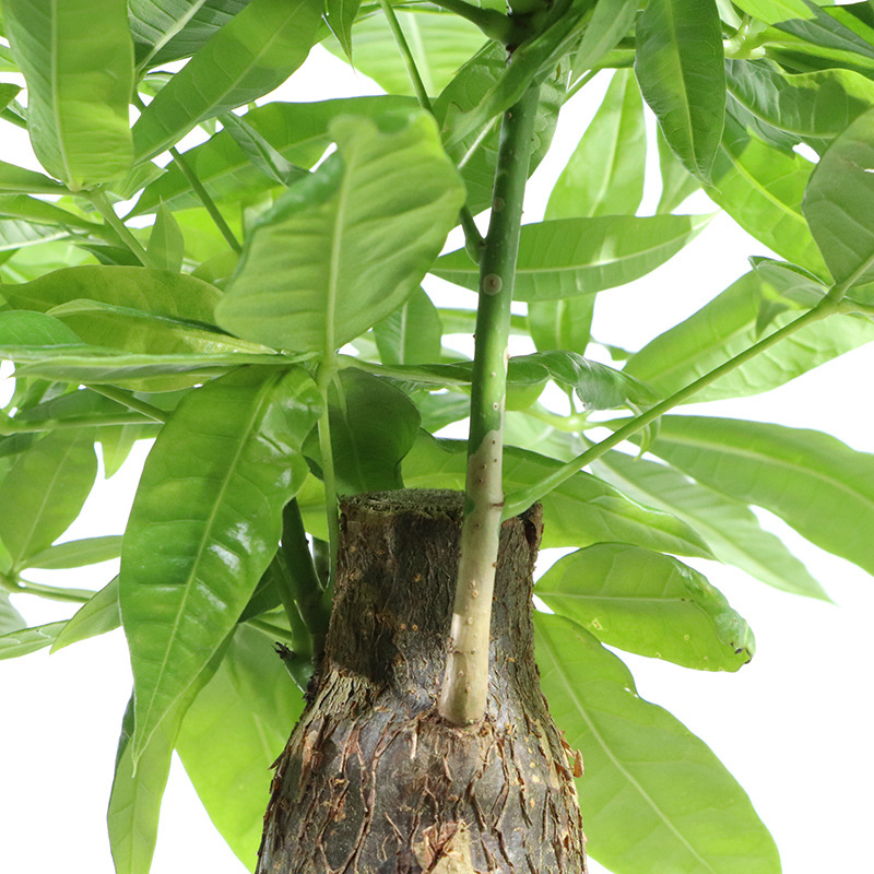 大叶发财树盆栽绿植物四季观赏花卉办公室内家居客厅摆放金摇钱树