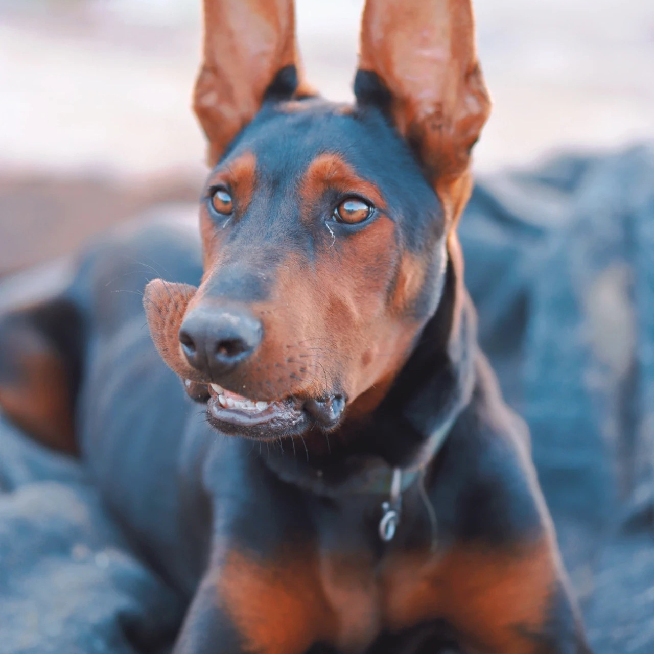 纯种莱州红幼犬苏联红活体大型护卫犬出售2-3个月莱州红疫苗驱虫
