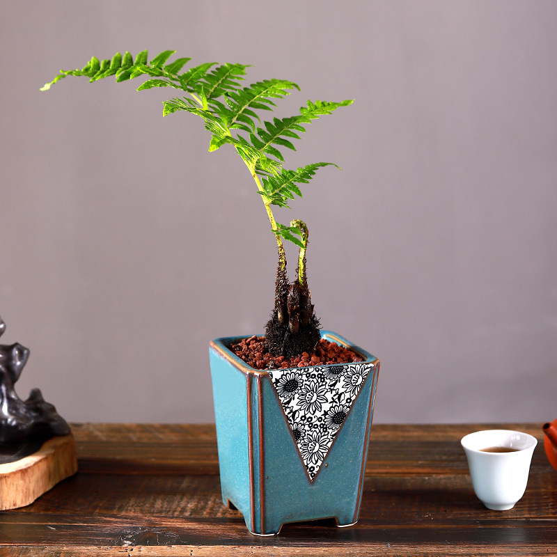 一叶禅蕨类植物盆栽花卉盆景植物室内老桩绿植摆件办公室四季易活