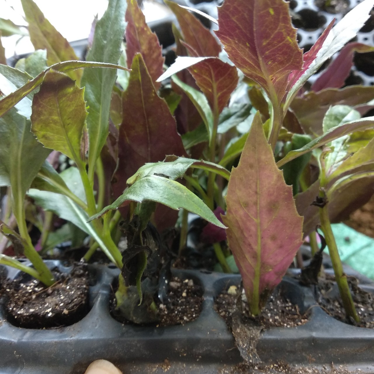 紫背天葵苗子紫背菜高钙菜观赏食用盆栽蔬菜