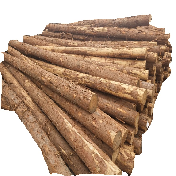 直销4米 柳杉原木 柳杉木桩 柳杉价格 打桩木 防讯木桩 杉木桩