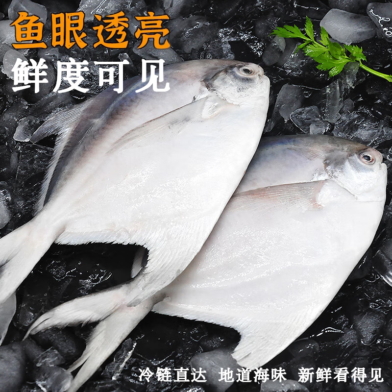 ii东海大白鲳新鲜海捕特大号银鲳鱼白鲳鱼无冰衣平鱼海鲜生鲜 鱼
