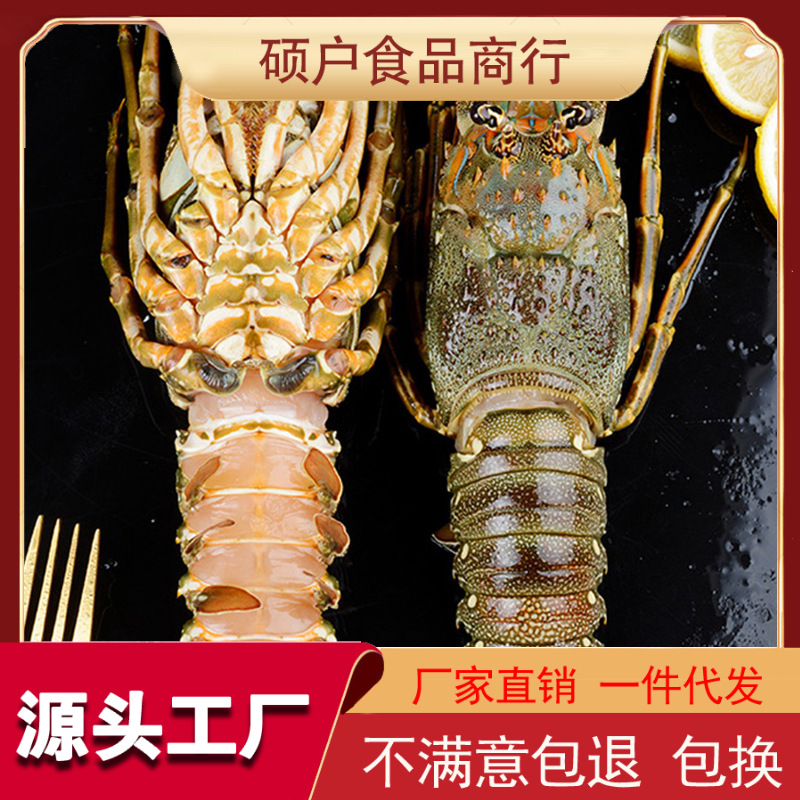 鲜活小青龙龙虾鲜冻冻货鲜活海鲜澳洲龙虾冷冻大龙虾奥龙澳洲大龙