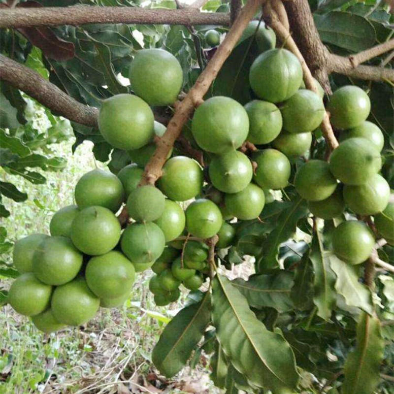 澳洲坚果树苗  夏威夷果苗 苗圃直销 嫁接南方水果  坚果果树苗