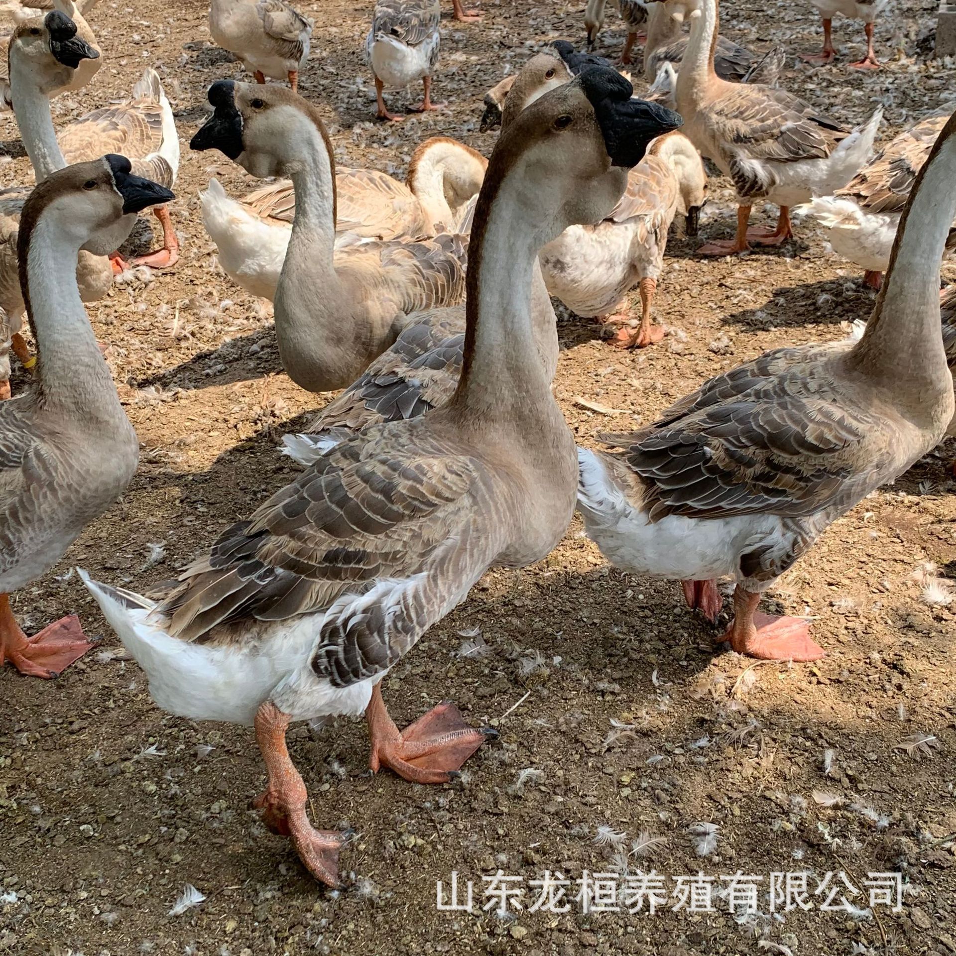 孵化场出售纯种狮头鹅苗大品种鹅苗 出壳脱温狮头鹅种蛋大量批发