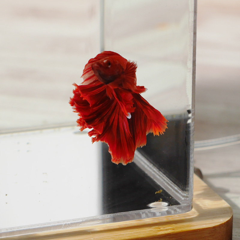 泰国斗鱼缸办公室生态微缸热带鱼观赏鱼迷你鱼缸单格桌面小缸d1