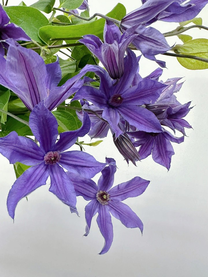 紫色铁线莲鲜花超小众花材婚庆专用高级花材家庭门面插花基地直发