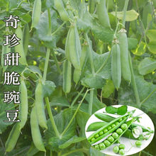 长寿豌豆籽 甜脆青豌豆种籽 种子秋季蔬菜剥壳硬荚甜麦豆雪豆仁