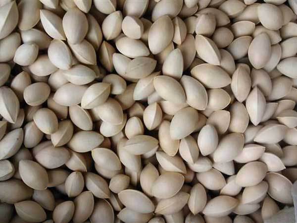 银杏种子 原生银杏树种子 百年老树 白果种子 公孙树种子 包邮