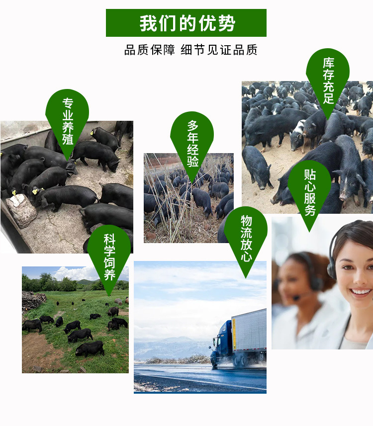藏香猪活猪养殖种苗价格迷你小香猪苗养殖场家养藏香猪