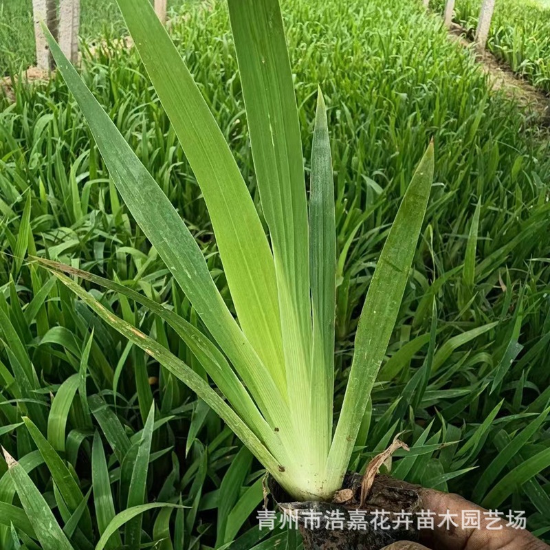 多种水生鸢尾盆栽常绿花卉绿化工程苗水生美人蕉耐旱鸢尾小苗盆栽