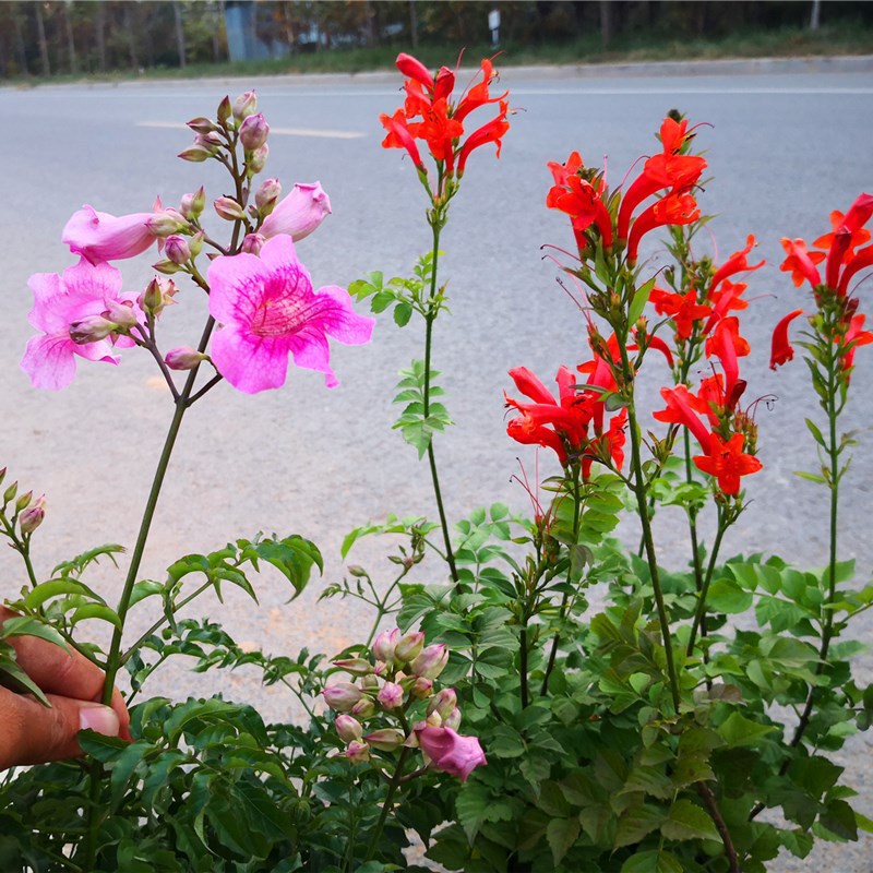 粉色凌霄花苗爬藤植物老桩盆栽好养攀援花卉阳台藤本