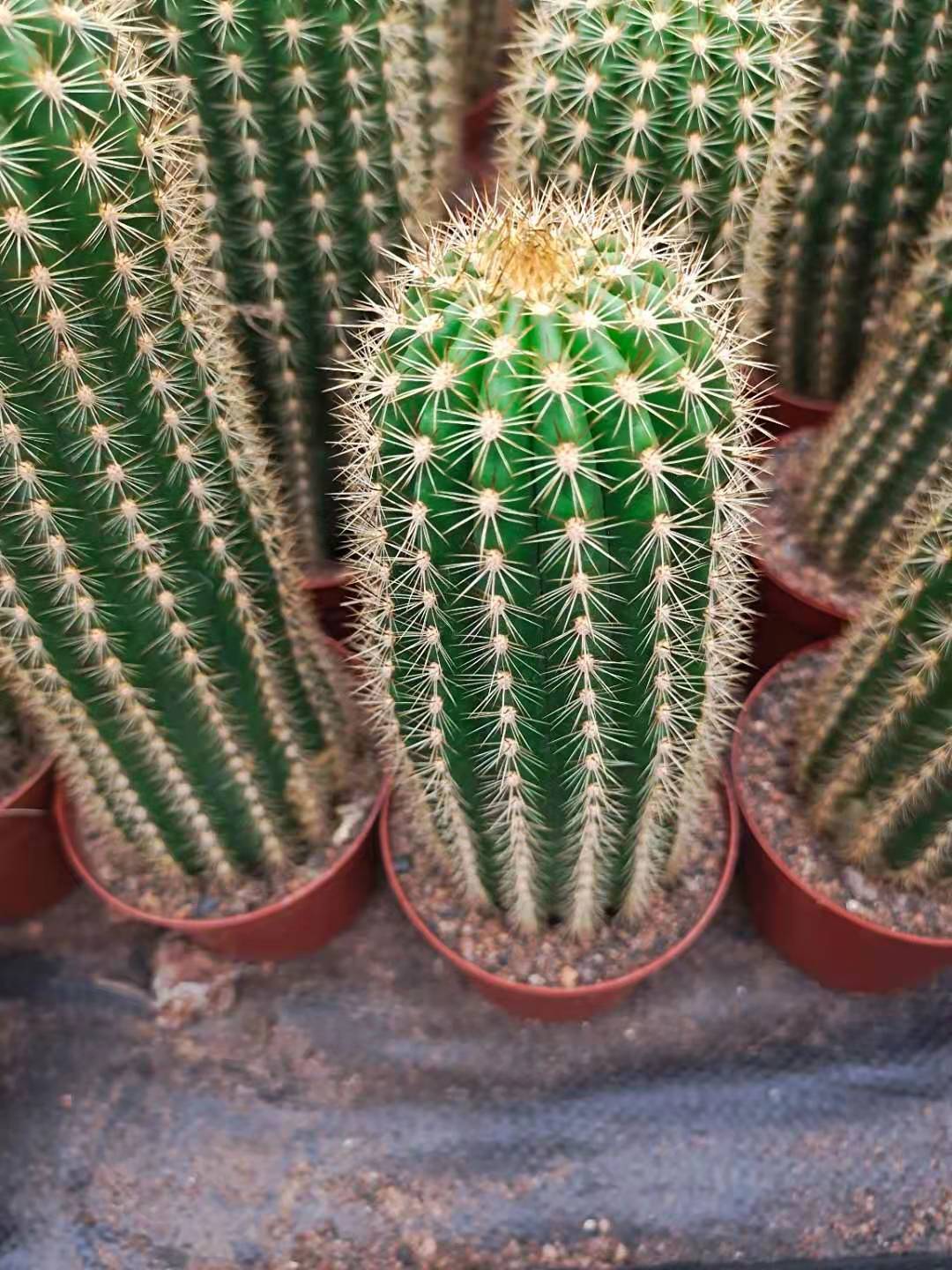 飞碟仙人柱彩草属毛花柱掌科盆栽开大朵花室内美观仙人球