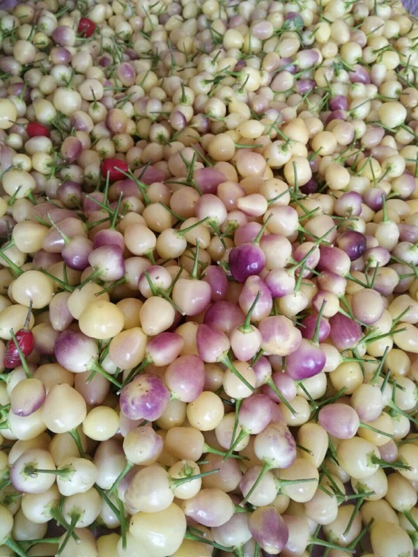 新鲜七彩椒五彩椒灯笼椒泡椒辣椒广西特产珍珠椒五斤包邮