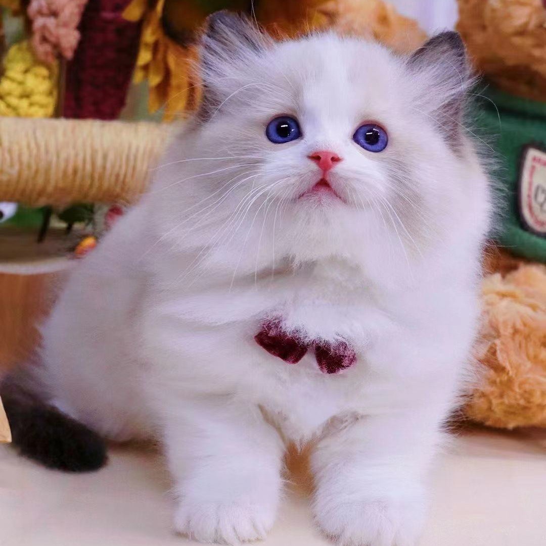 公仔波斯猫-公仔波斯猫厂家,品牌,图片,热帖-阿里巴巴