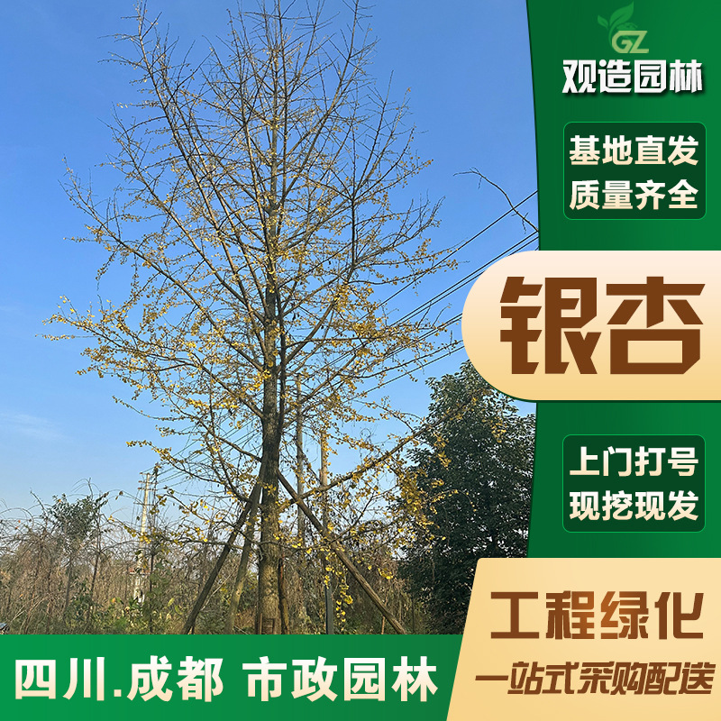 银杏树苗四川工程行道风景树园林绿化活苗木金叶银杏小苗大树白果