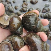 鲜活石螺新鲜田螺活体活的石螺活泥螺螺蛳粉螺丝肉野生鲜活螺蛳