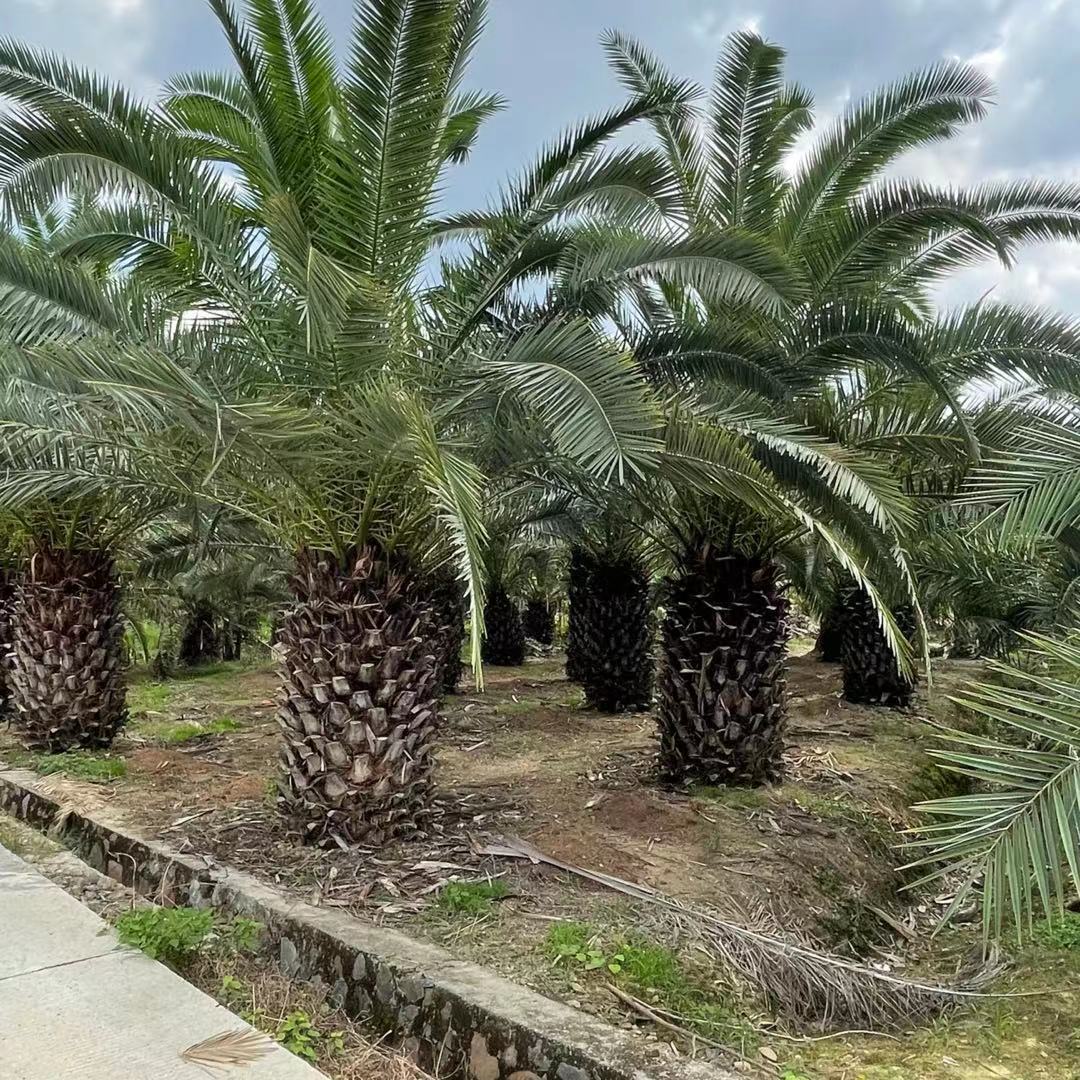 加拿利海枣热带植物种植 福建中东海枣移植货 批发各种棕榈植物