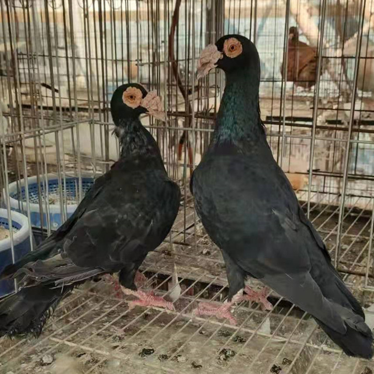 0成交0只大鼻子鸽子价格  邮鸽大鼻子鸽子 开花大鼻子观赏鸽养殖相似