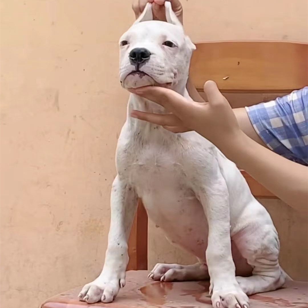 出售阿根廷杜高犬幼犬活 体护卫犬看家护院大骨架杜高