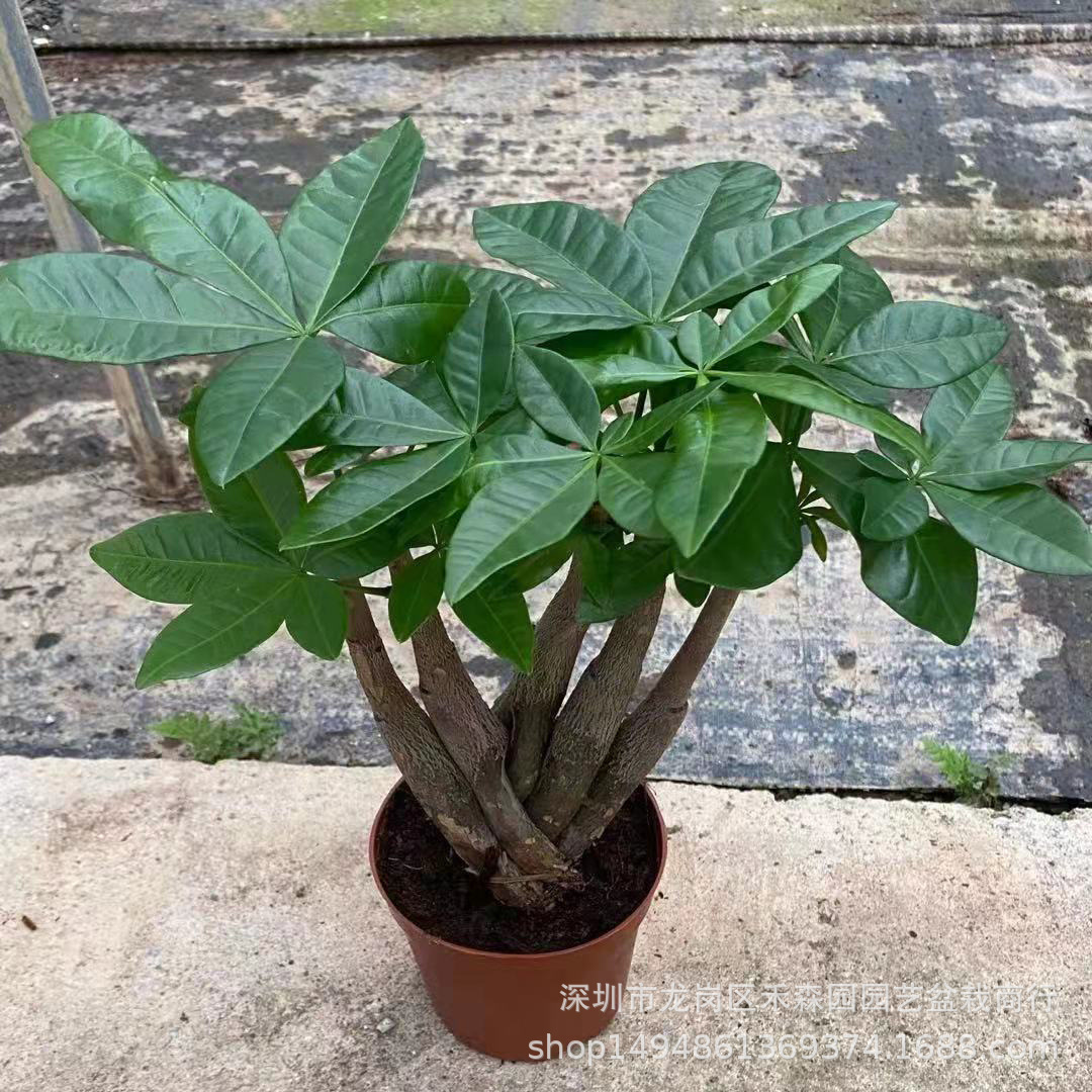 中国结造型佛手发财树摆件盆栽植物室内小盆景办公室桌面基地批发