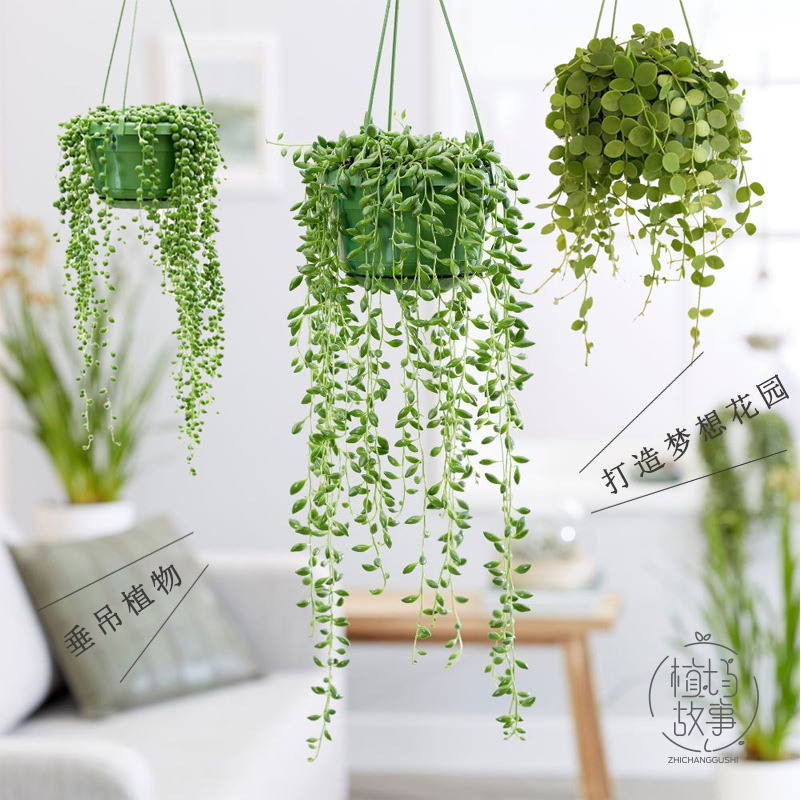 吊兰植物垂吊多肉植物室内阳台悬挂爱之蔓情人泪佛珠珍珠吊兰长藤