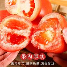 四川米易西红柿番茄新鲜普罗旺斯斤沙瓤自然熟生吃蔬菜露天野生