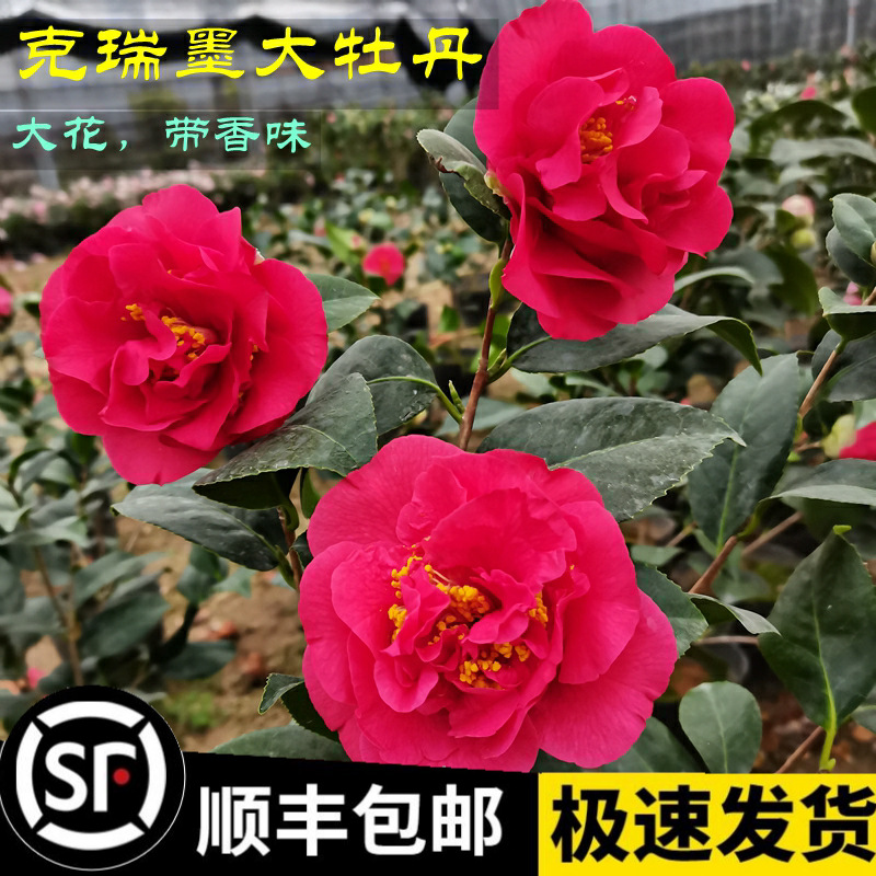 红香妃克瑞墨大牡丹茶花盆栽树苗大花带香味四季室内庭院绿植花卉