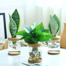 长寿花绿萝办公室内植物栀子花卉水培多肉绿植净化空气桌面小盆栽