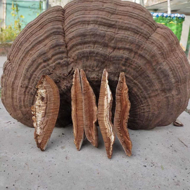 长白山野生灵芝500g平盖灵芝干货东北树舌灵芝木灵芝整只可切片粉