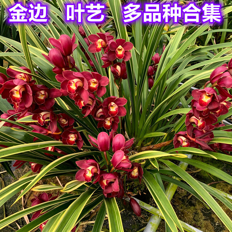 多品种 金边兰花大花蕙兰 叶艺大花惠兰 蕙兰石斛兰 稀有名贵