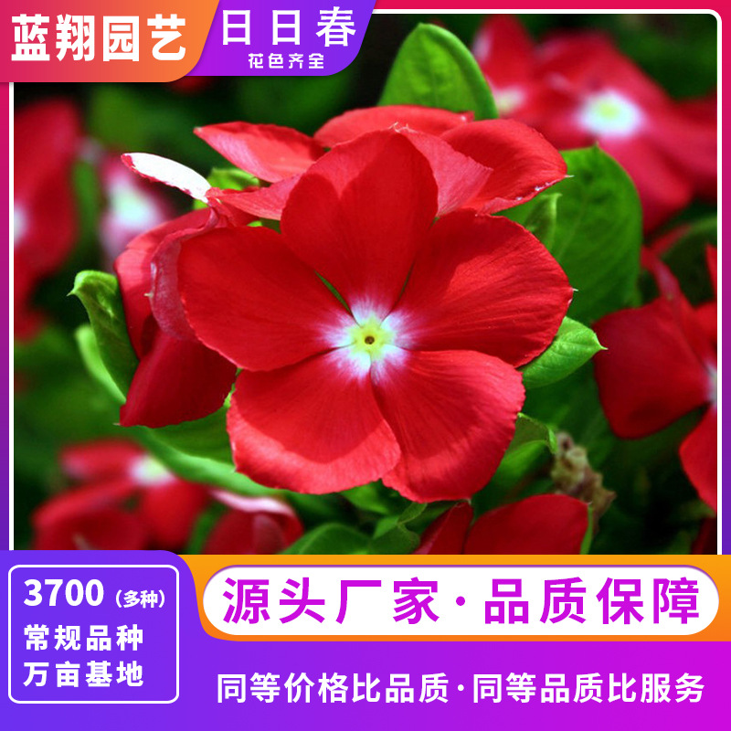 批发日日春种子阳台盆栽长春花花籽家庭摆设观赏花四时春花卉种子