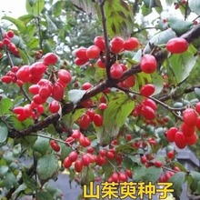 批发种子红衣仙子种子山茱萸种子山萸肉山芋肉山于肉山茱萸籽