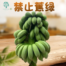 【送卡片】禁止蕉绿香蕉水培绿植带杆小米蕉苹果蕉皇帝蕉水果直发