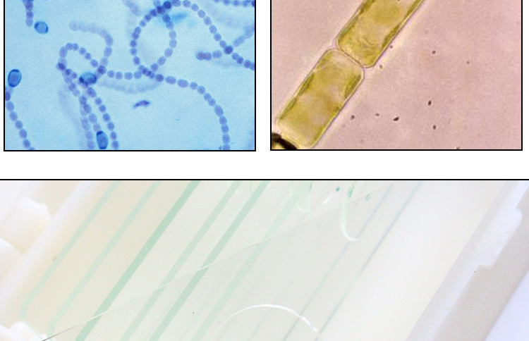 17,海带带片横切(示孢子囊)16,轮藻15,硅藻14,紫菜装片13,狐尾藻装片