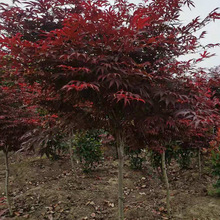 红枫各种规格鸡爪槭桂花香樟花灌木小乔木基地大量海桐金森女贞