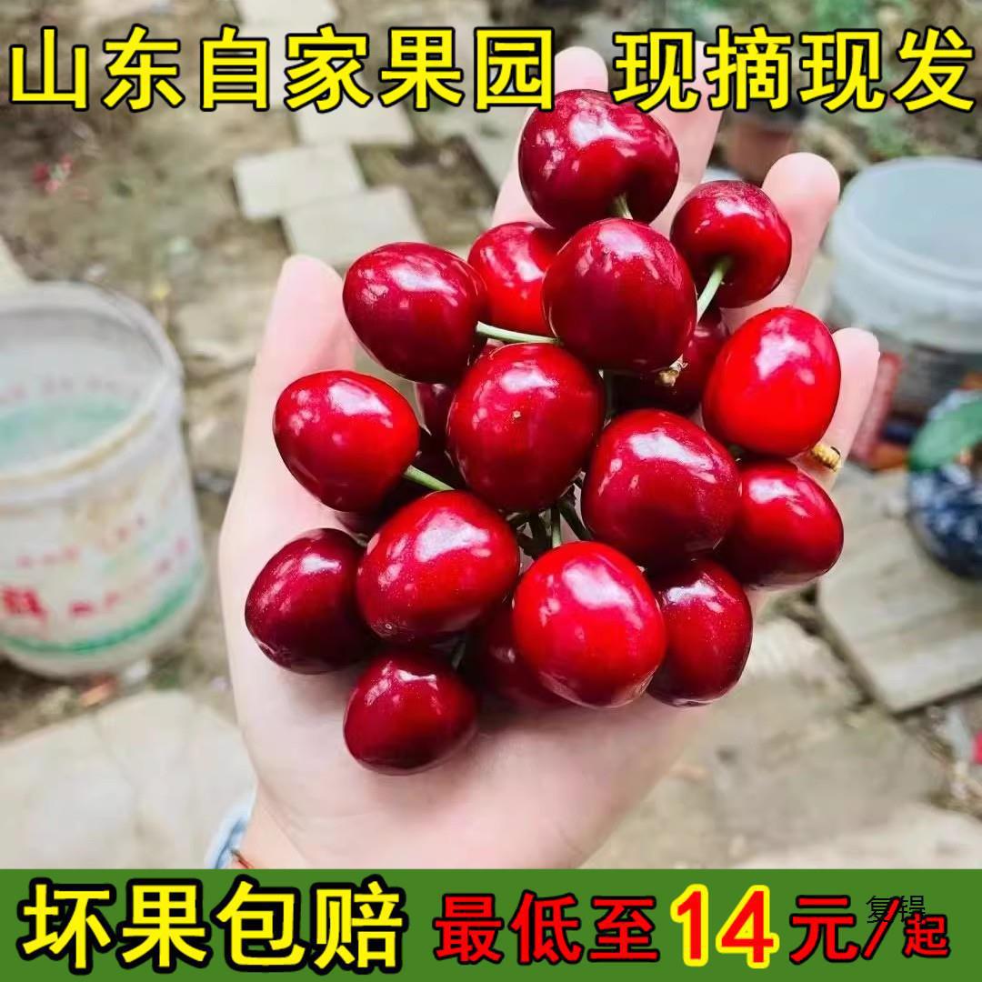 拉宾斯大樱桃品种介绍图片