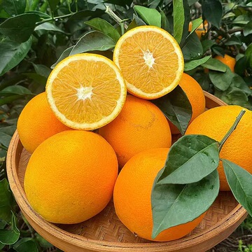 橙子宜昌秭归纽荷尔脐橙子新鲜10斤纽荷尔脐橙当季脐橙整箱代发批