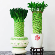 水培带根富贵竹盆栽客厅室内办公室植物造型编织富贵竹子小盆景