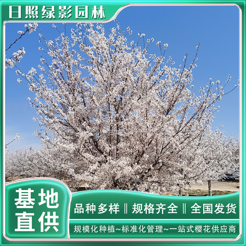3公分染井吉野樱花苗多少钱一棵 山东樱花种植园林批发 吉野樱
