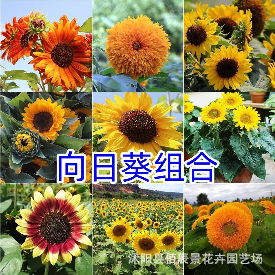 向日葵种子组合玩具熊鸿运矮杆向日葵观赏型花卉阳台盆栽室外