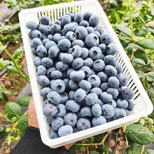 蓝莓新鲜果当季水果非现摘现发当季大果批发